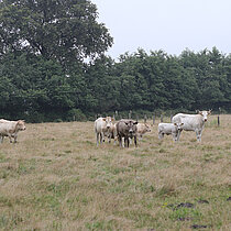 Rinder auf der Weide