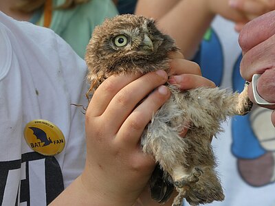 Ein junger Steinkauz wird vorsichtig beringt.