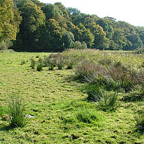 Feuchtweide in der Bachniederung.