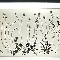 Epoxidharztafel gpresster und getrockneter Pflanzenarten eines Sandtrockenrasens.
