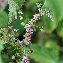 Nessel-Seide (Cuscuta europaea)