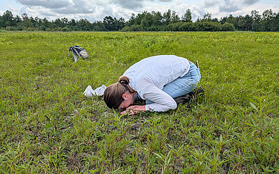Sechsmänniger Tännel (Elatine hexandra) Feld
