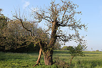 Apfelbäume – Obstbaumveteranen im Nonnenbachtal
