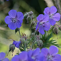 Wiesen-Storchschnabel (Geranium pratense)