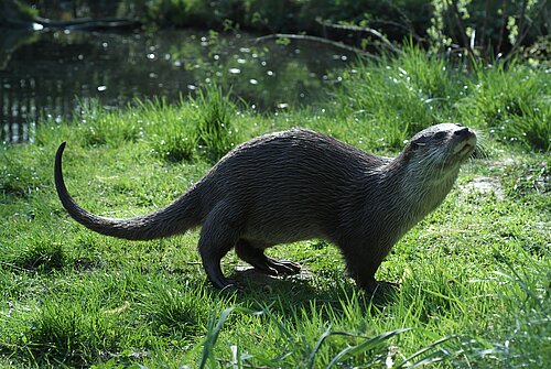Fischotter auf einer Wiese.