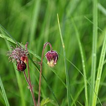Bach-­Nelkenwurz (Geum rivale). In NRW im Bestand gefährdet (Rote Liste NRW 2020)