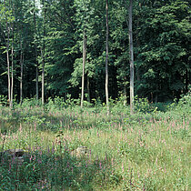 Fingerhut Eichen Aufforstung der Brache.