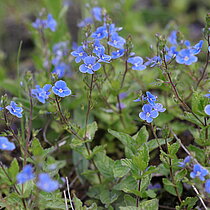 Gamander-­Ehrenpreis (Veronica chamaedrys)