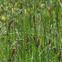 Zweizeilige Segge (Carex disticha). In NRW im Bestand gefährdet (Rote Liste NRW 2020)