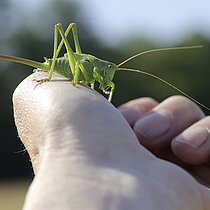 Heuschrecke auf einer Hand.