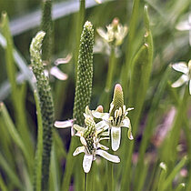 Kleiner Mäuseschwanz Blüten