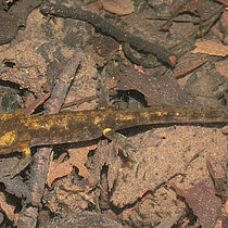 Feuersalamander unter Wasser.