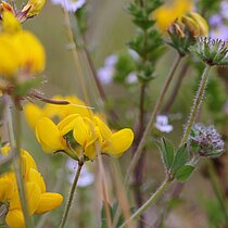 Sumpf-­Hornklee (Lotus pedunculatus)