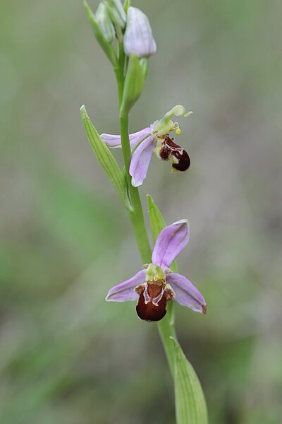 Bienen-Ragwurz (Ophrys apifera). In NRW im Bestand gefährdet (Rote Liste NRW 2020)