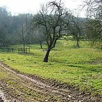 Prägend für das Tal im Oberlauf der Stever sind alte, strukturreiche Streuobstwiesen