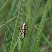 Kurzflügelige Beißschrecke (Metrioptera brachyptera) im Gras