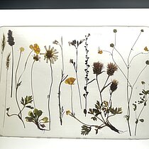 Epoxidharz-Tafel mit gepressten und getrockneten Pflanzenarten einer Glatthaferwiese.