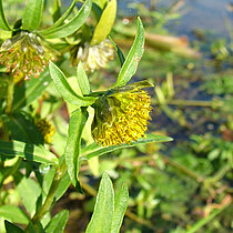 Gelb blühender Zweizahn (Bidens cernua)
