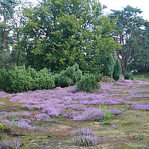 Letter Wacholderheide