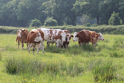 Je nach den Nährstoff- und Feuchtebedingungen einer Weide bilden sich strukturreiche Vegetationsmosaike. Die Grünlandgesellschaft im Hintergrund ist für die Rinder attraktiv und wurde abgeweidet. Nun sind weniger schmackhafte Bereiche wie das Feuchtgrünland im Vordergrund übriggeblieben. Die Rinder fressen die Gräser, verschmähen jedoch die stachelige Sumpfkratzdistel (Cirsium palustre).