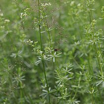 Weißes Labkraut (Galium album)