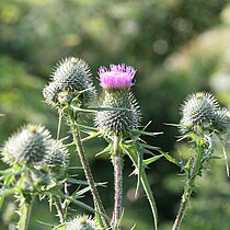 Lanzettblättrige Kratzdistel (Cirsium vulgare)
