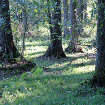 Erlen-Eschen-Auwald (Pruno-Fraxinetum)