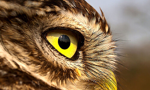 Steinkauz, Kopf seitlich