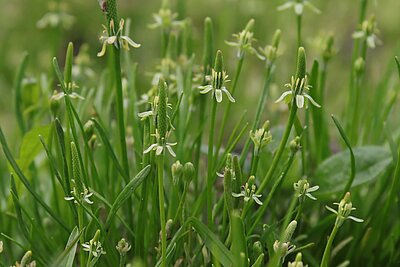 Mäuseschwänzchen (Myosurus minimus). In NRW im Bestand gefährdet (Rote Liste NRW 2020).