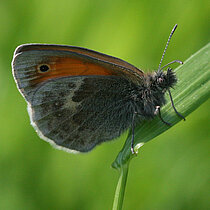 Wiesenvögelein Schmetterling auf einem Blatt.