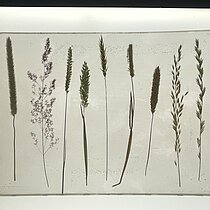 Epoxidharztafel gpresster und getrockneter Süßgrasarten (Poacaea).