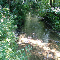 Felsbach fliest durch das Waldgebiet.