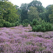 Letter Wacholderheide