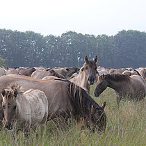 Wildpferde auf Pfeifengraswiese.