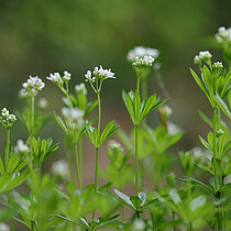 Waldmeister (Galium odoratum)
