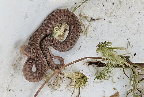 Eine Kreuzotter (Vipera berus) wartet auf ihre Freilassung