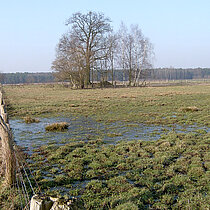 Strukturreiche Feuchtweide mit Doppelzaun.