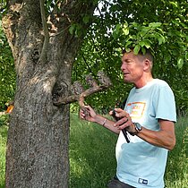 Roland Kaul bei der Bruterfolgskontrolle einer Steinkauz-Niströhre.