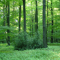 Blick in den Buchenwald mit einem Alex-Strauch (Ilex aquifolium)