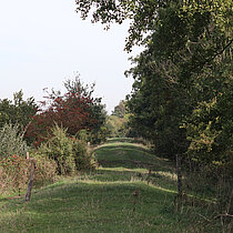 Dammböschung mit vielfältige Vegetation.