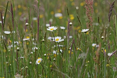 NSG Tierkarten bei Nordkirchen im Frühsommer: Glatthaferwiese mit der Kennart Wiesen­-Margerite (Leucanthemum vulgare). Die Margerite blüht im Frühsommer und wird mit dem ersten Schnitt ab Juni geerntet. 