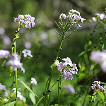 Zwiebel-Zahnwurz mit blass-rosa Blüten.