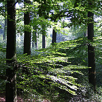 Waldmeister-Buchenwald