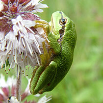 Junger Laubfrosch an einer Blüte