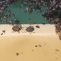 Bei der Mahdgutübertragung werden auch Pilze, Insekten, Moose und Flechten mit übertragen.