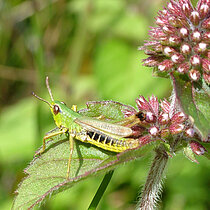 Gemeiner Grashüpfer (Pseudochorthippus parallelus) 
