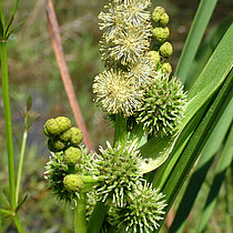 Ästiger Igelkolben (Sparganium erectus)