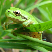 Laubfrosch