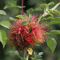 Galle der Rosengallwespen, dicht bewachsen mit langen, verzweigten, rotbraunen Haaren.
