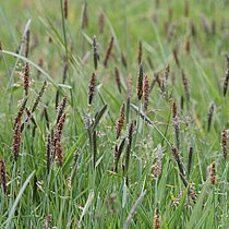 Knick-­Fuchsschwanz (Alopecurus geniculatus)